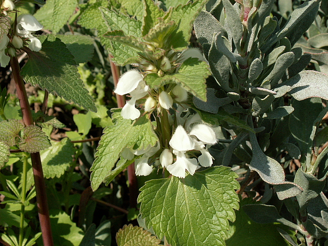 c0051718_13235.jpg
