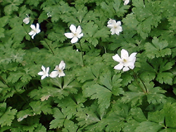 f0060424_18254367.jpg