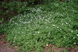 f0060424_18272182.jpg
