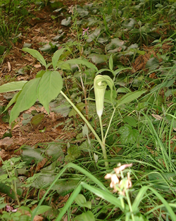 f0060424_1840471.jpg