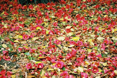 b0016043_21365375.jpg