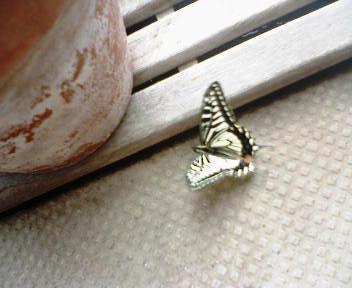 b0009665_048373.jpg