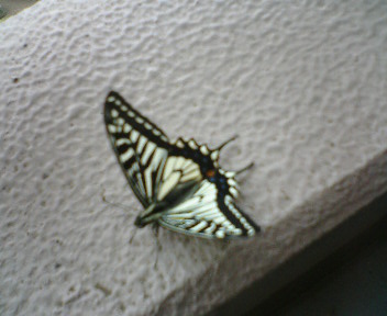 b0009665_055734.jpg