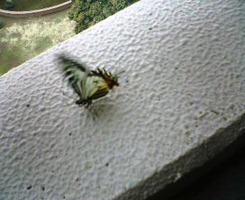 b0009665_1708.jpg