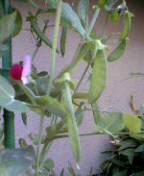 f0004180_9342695.jpg