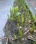 f0004180_9351559.jpg