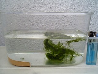 f0034007_2338114.jpg