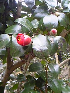 f0034007_2383639.jpg