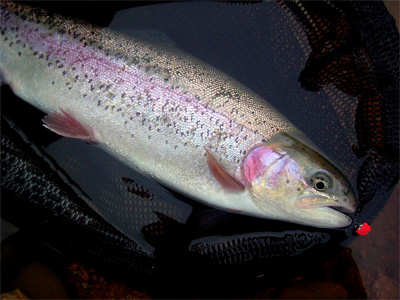 d0052419_4402486.jpg