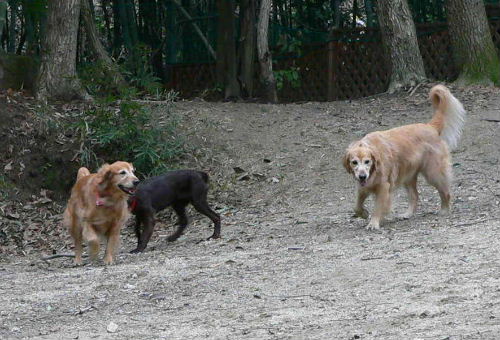 c0040240_18411447.jpg