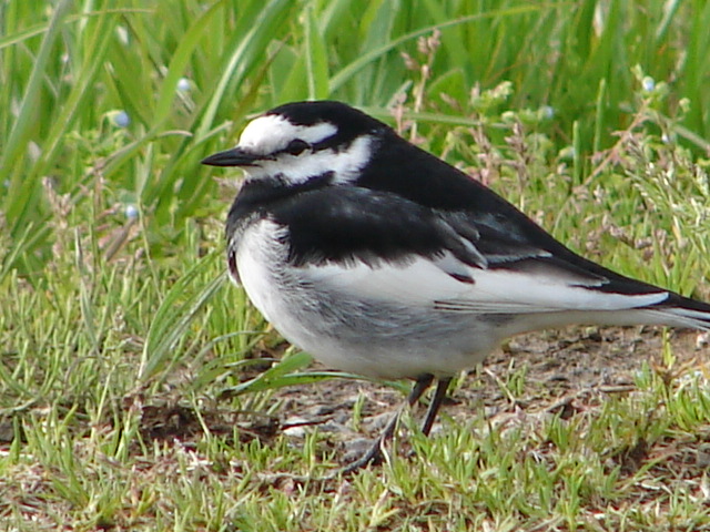 b0061261_21101326.jpg