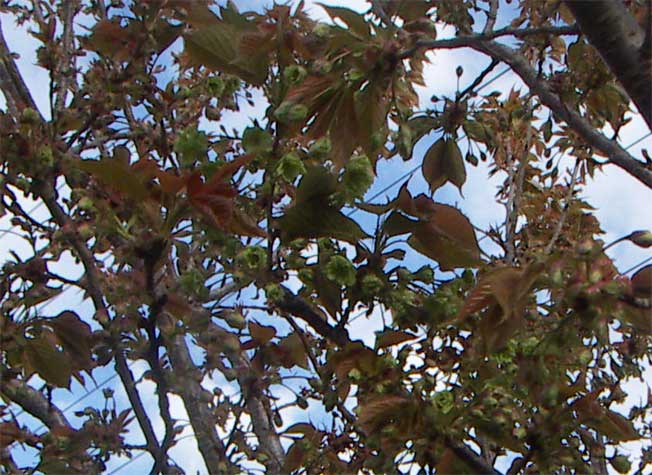 e0018604_17211481.jpg