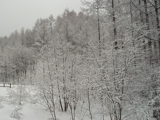 d0004813_11414656.jpg