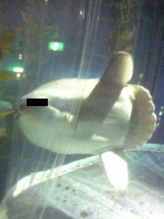 e0072113_4524810.jpg