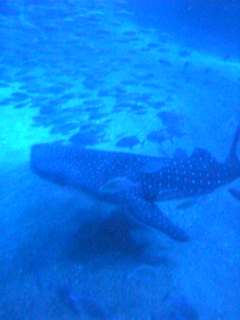 e0072113_585278.jpg