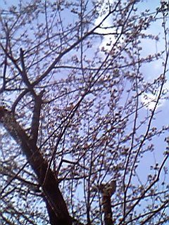 c0022926_1754681.jpg