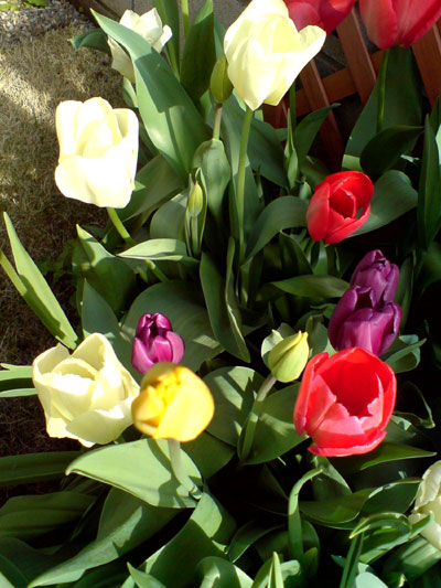 c0022231_2355436.jpg