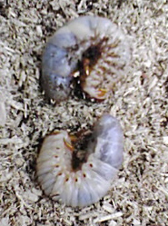 f0096948_2347143.jpg