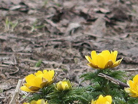 e0081184_11411788.jpg