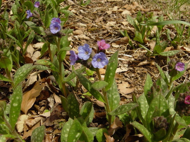 f0064906_11482066.jpg