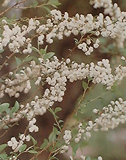 f0060424_0191719.jpg