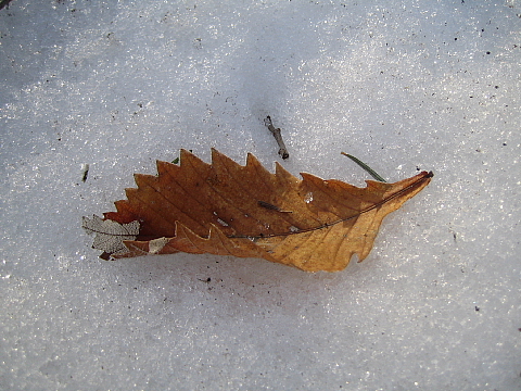 b0075046_21332579.jpg