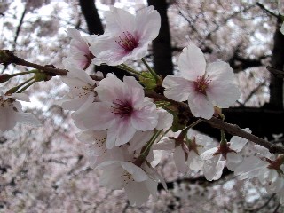 b0073782_15213041.jpg