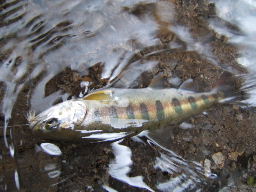 f0079411_2316661.jpg