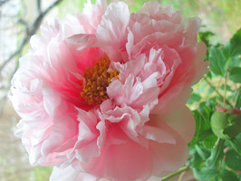 a0047618_195653100.jpg