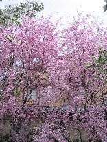 b0057839_19263376.jpg