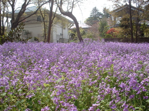 b0074862_20485414.jpg