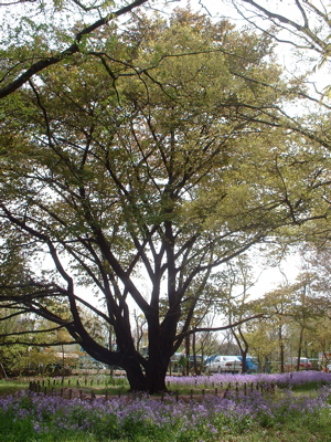 b0074862_20523769.jpg