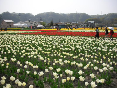 b0026388_10192348.jpg