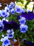 f0048105_10411128.jpg