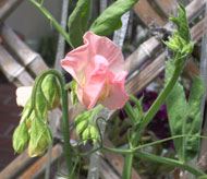 a0019212_14511777.jpg