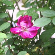 a0019212_1452295.jpg