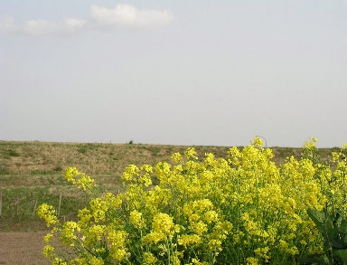 e0071225_0361739.jpg
