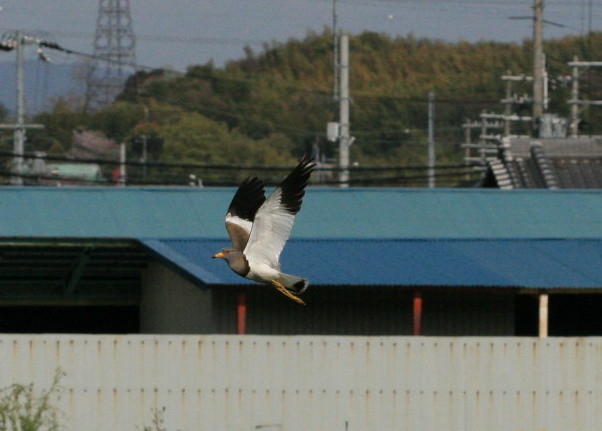f0031423_20271411.jpg