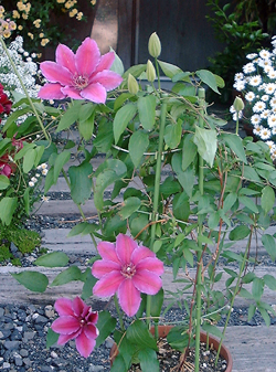 f0060424_8411396.jpg