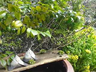 c0016642_15102715.jpg