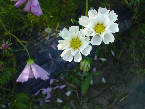 c0016642_15185044.jpg