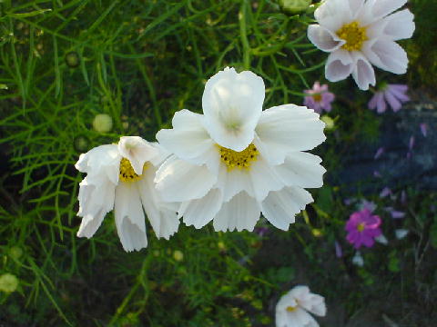c0016642_1520990.jpg