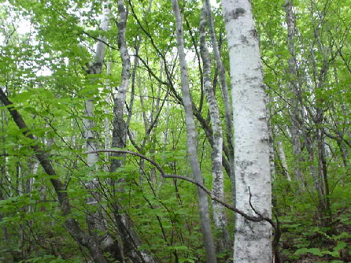 c0016642_18214471.jpg