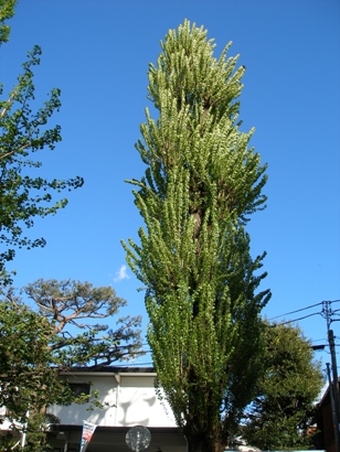 e0083212_1716448.jpg
