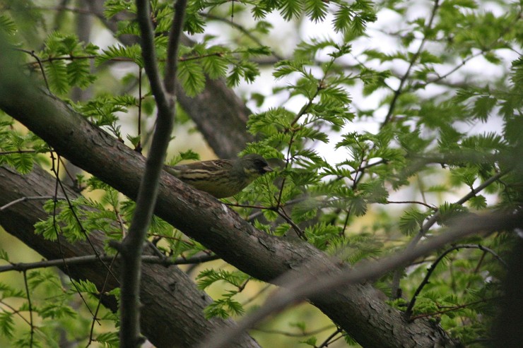 c0075539_17221510.jpg