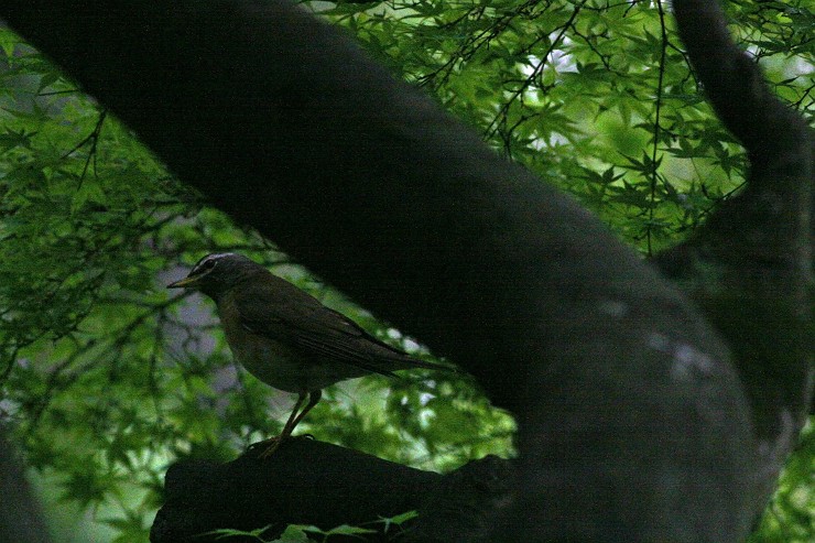 c0075539_17231777.jpg