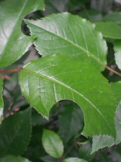 c0056903_1246501.jpg