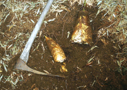 f0060424_2312142.jpg