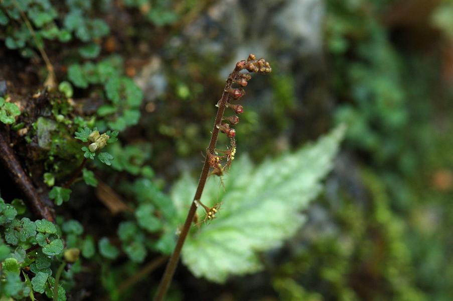 b0039226_7426100.jpg