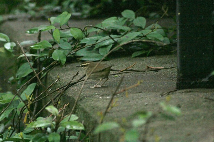 c0075539_18132882.jpg